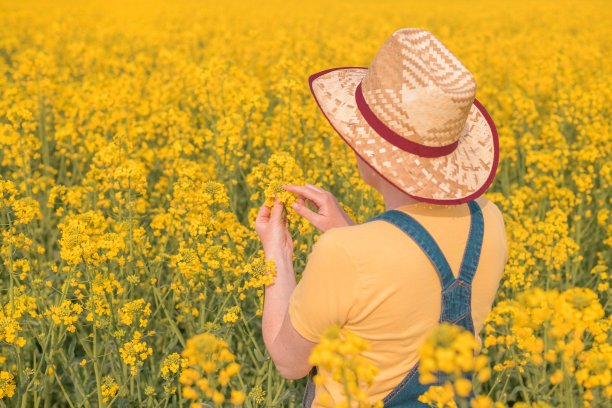 女农学家在田间检查油菜籽作物的生长情况，妇女在种植园工作图片下载