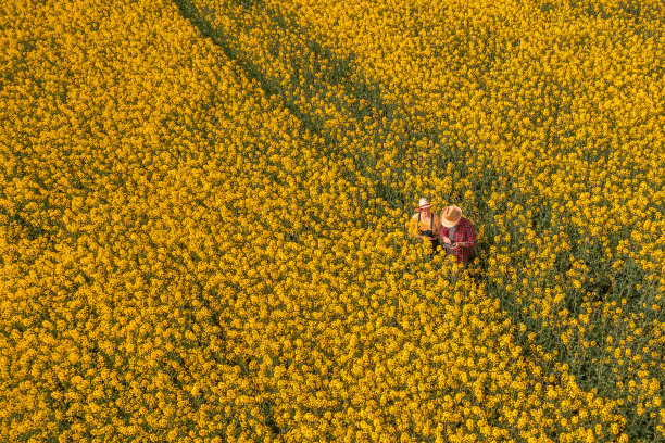 两名农民使用创新技术在油菜田使用无人机遥控器图片下载