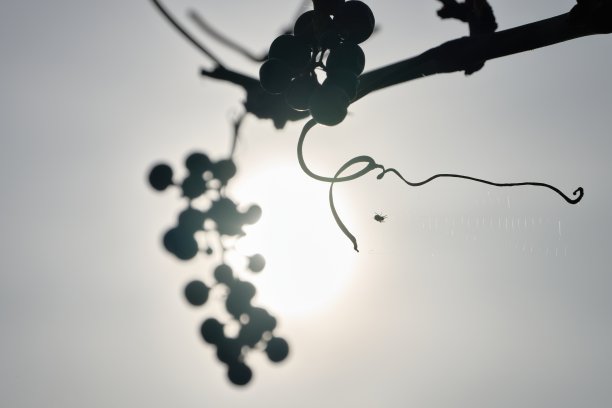 枯萎的葡萄和蜘蛛，蜘蛛网被秋日的夕阳背光图片下载