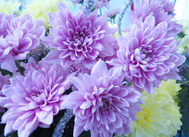 艺术花卉背景。美丽照片牡丹花图片下载