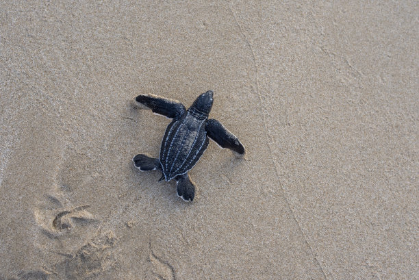 高视角婴儿皮革背龟图片下载