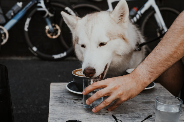 西伯利亚哈士奇舔着主人端着的盛有水的玻璃杯图片下载