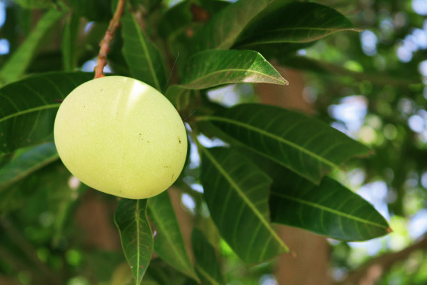 未成熟的苹果芒果挂在树上，背景是树叶图片下载