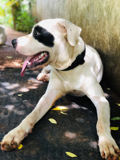 一张漂亮的照片，一只白色的狗有黑色的斑点。图片下载