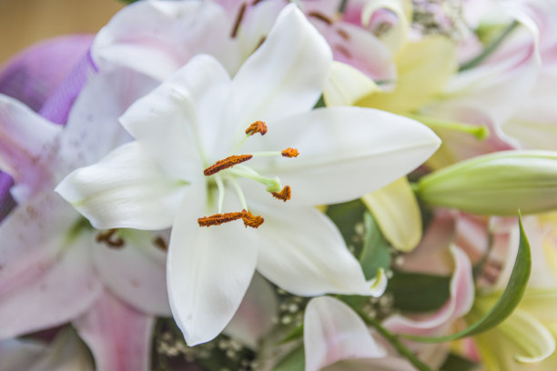 在粉色背景上放一束白色的百合，留出文字空间。俯视图，平面布局。构图与美丽的百合盛开的颜色背景图片下载