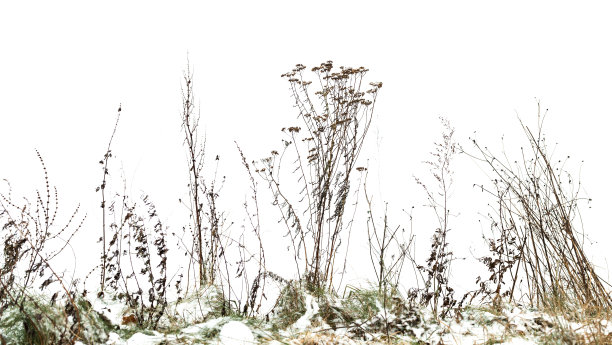 干燥的海岸上孤立的白色，冬天的特写照片图片下载