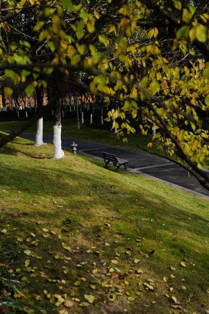 垂直拍摄的角落里有秋天的树木和长凳图片下载