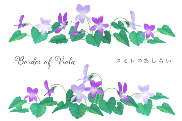 矢量插图的紫罗兰盛开在春天。日文的意思是“中提琴的边界”。图片下载