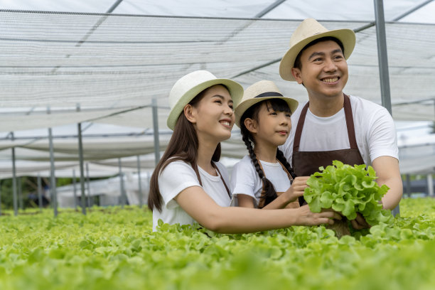 亚洲家庭的父亲，母亲和女儿采摘蔬菜。愉快地参观自己的水培菜园。图片下载