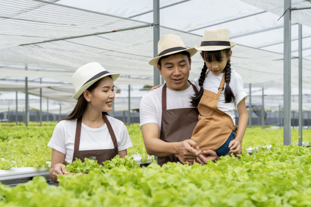 亚洲家庭的父亲，母亲和女儿采摘蔬菜。愉快地参观自己的水培菜园。图片下载