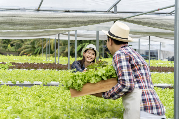 男女亚洲家庭采摘蔬菜愉快地检查自己的水培蔬菜花园。图片下载