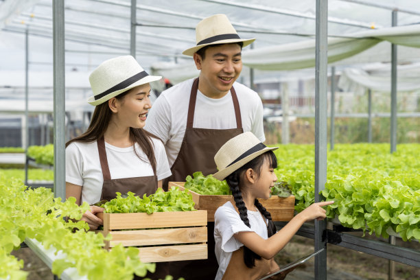 亚洲家庭的父亲，母亲和女儿采摘蔬菜。愉快地参观自己的水培菜园。图片下载