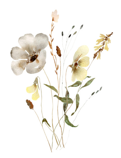 水彩花卉插图图片下载