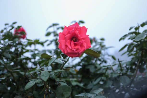 特写的粉红色玫瑰在天空的背景图片下载