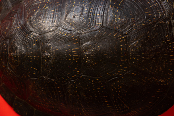 龟壳在一个孤立的背景下的乌克兰龟图片下载