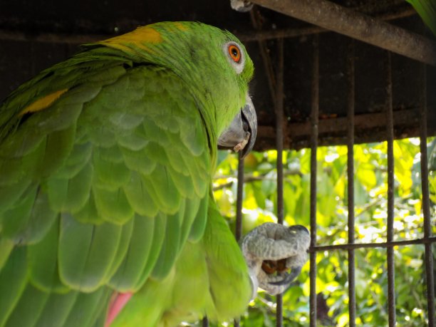 一只绿色的鹦鹉在笼子里图片下载