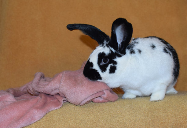 一张兔子宝宝躺在沙发上的照片，上面有一条粉红色的毯子图片下载