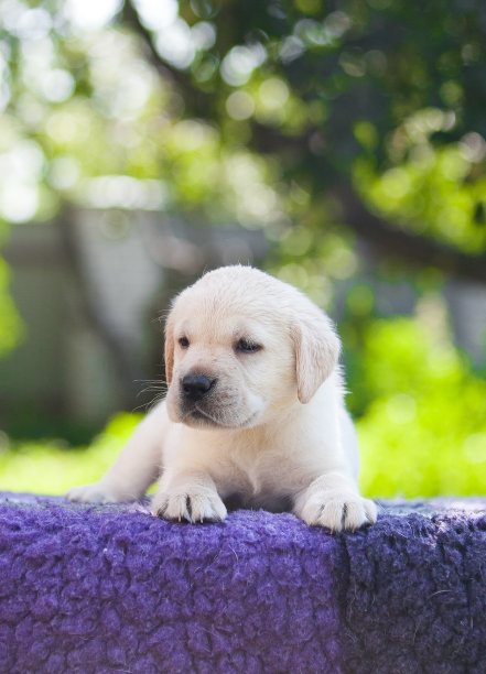 公园里的拉布拉多猎犬图片下载