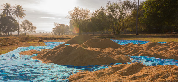 谷物收获产量堆早晨雾蒙蒙的院子布日出图片下载