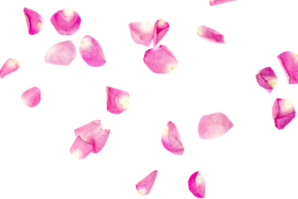 粉红玫瑰的花瓣，在那里自由地舞蹈。情人节的背景。红粉色的花瓣飘落图片下载
