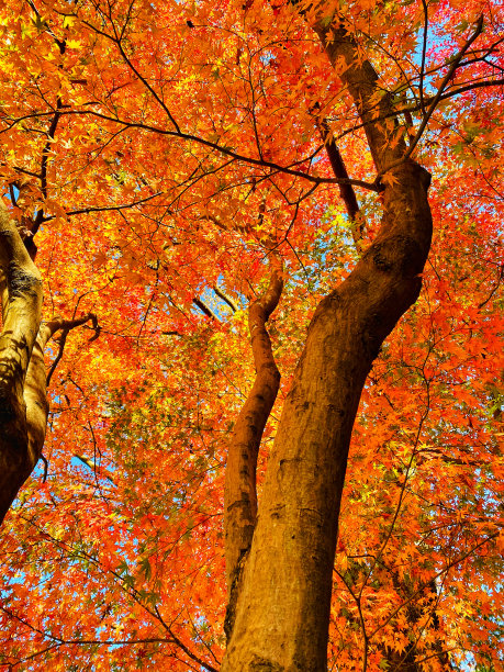 秋天，日本枫叶被橙色污染，树叶茂盛图片下载