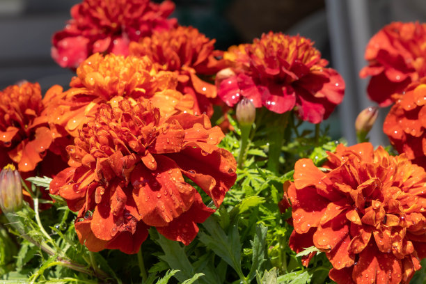 金盏花盛开在花园里“母亲节”图片下载