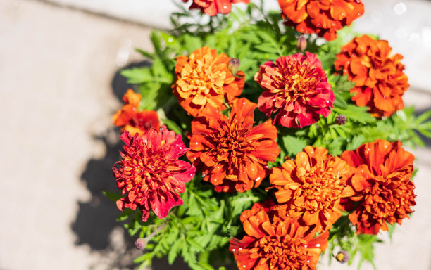 金盏花盛开在花园里“母亲节”图片下载