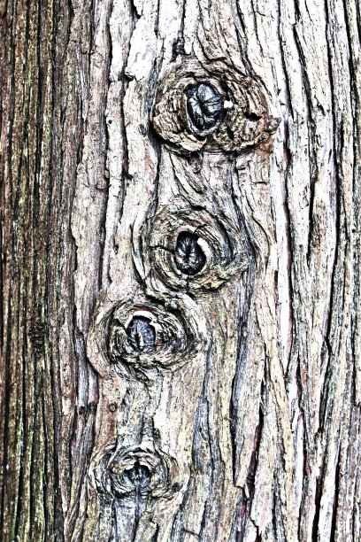 在切断子弹一样的树枝后，单调润饰和彩色处理了树木皮肤的图像。图片下载