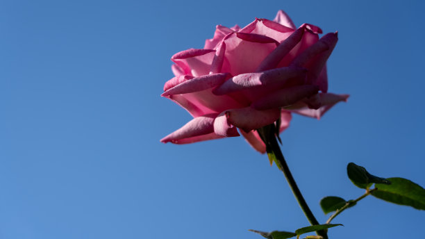 即使在背光下，玫瑰也有强烈的存在感图片下载