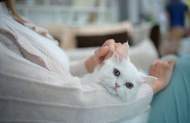 一个年轻的女人在家里工作，而一只白色的波斯猫图片下载