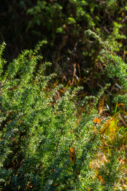 刺柏(Juniperus communis)，普通的刺柏，是柏科针叶树的一种。在绿色模糊散景背景上的普通杜松的分支图片下载