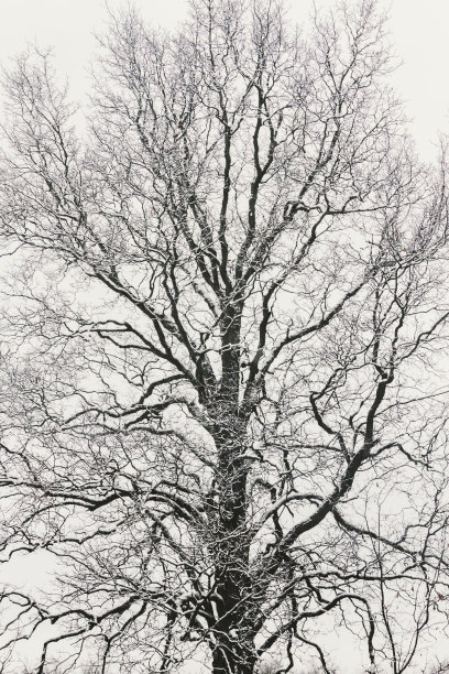 冬天的大山核桃树图片下载