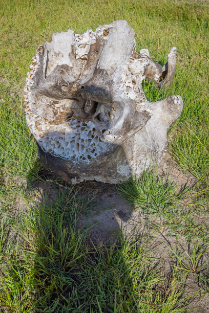 大象的头骨和摄影师的影子图片下载