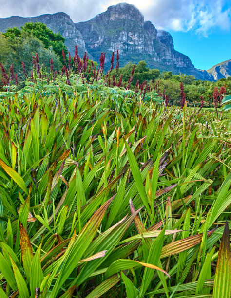 花，植物和树木图片下载