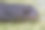头部特写的雌性陆地幼年高山蝾螈，鱼索螈图片下载