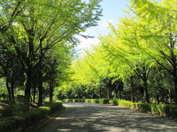 初秋的日本，银杏树两旁的街道开始呈现出淡淡的色彩图片下载