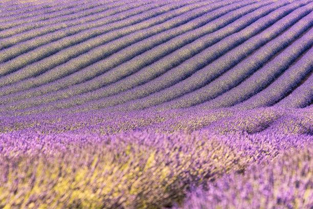 法国南部普罗旺斯薰衣草田的风景图片下载