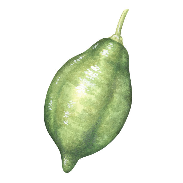 绿色未熟柠檬。茎上放青柠。水彩插图。孤立在白色背景上。为您的设计贴纸，自然印刷品，产品包装与柑橘酸或气味图片下载