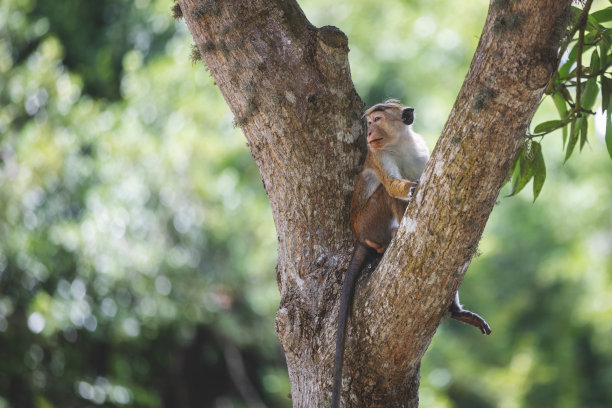 斯里兰卡寺庙里的猴子在树上图片下载