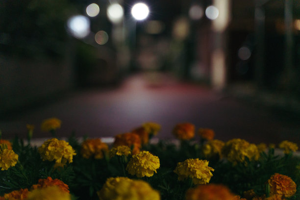 东京新宿昏暗的后巷。图片下载