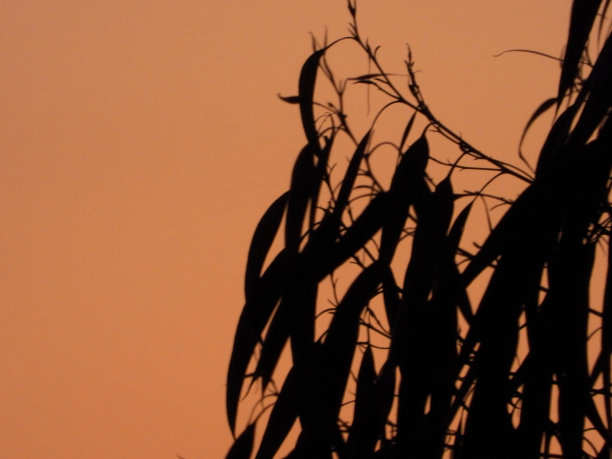 桉树日落图片下载