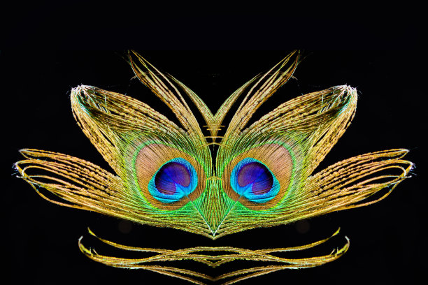 - 彼得·霍夫斯特图片下载