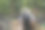 背包女地质学家在森林探索自然踪迹和分析植物的后视图。女环境科学家在雨林中探索植物。环境与生态研究。图片下载