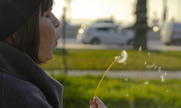 吹蒲公英种子图片下载