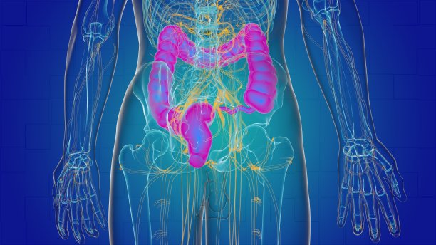 医学概念三维大肠解剖图片下载