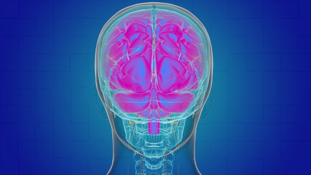 用于医学概念3D的人脑解剖图片下载