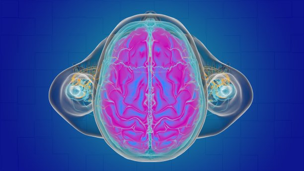 用于医学概念3D的人脑解剖图片下载