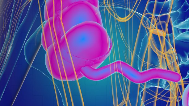 医学概念三维大肠解剖图片下载