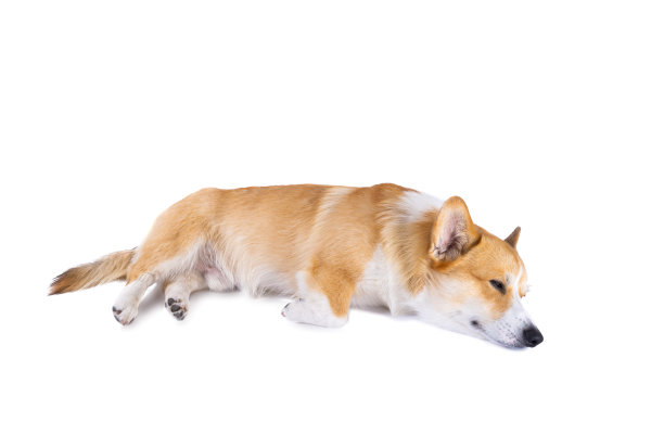 威尔士柯基彭布罗克隔离图片下载