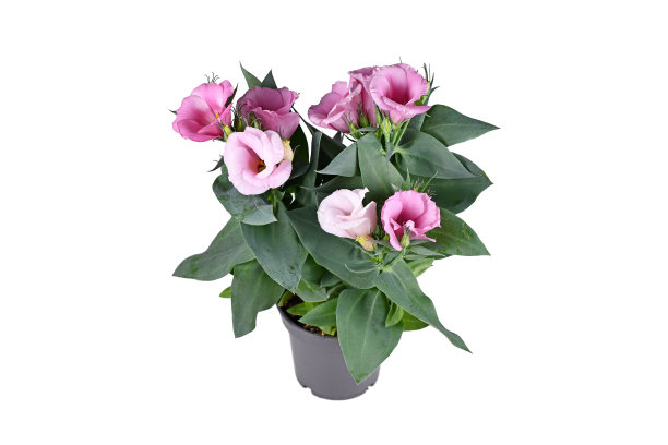 盆栽的草原龙胆草与粉红色的花图片下载